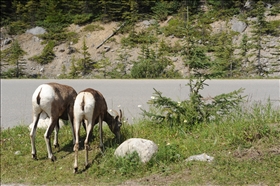 Medicine Lake